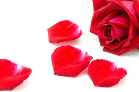 Red rose Stock Photos