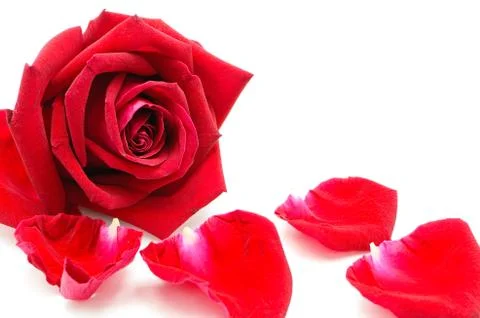Red rose Stock Photos