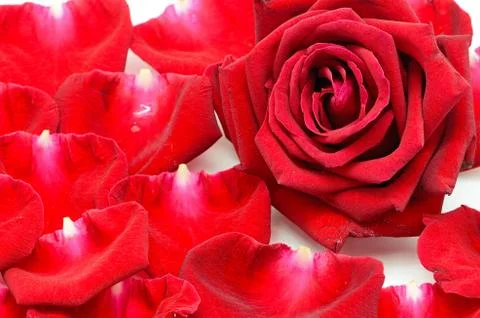 Red rose Stock Photos