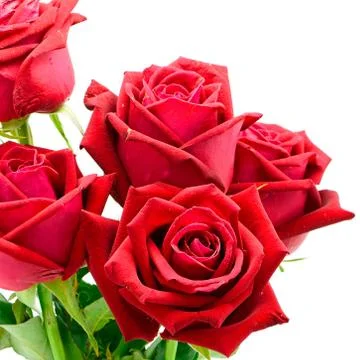 Red rose Stock Photos