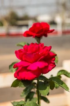 Red rose Stock Photos
