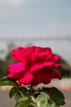Red rose Stock Photos