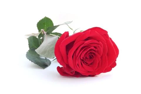 Red rose Stock Photos