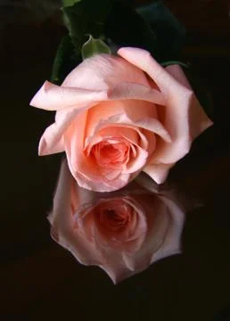 Red rose. Stock Photos
