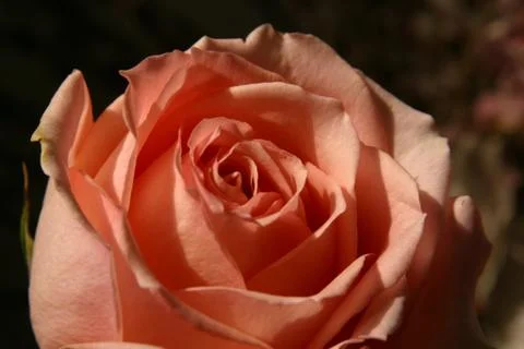 Red rose Stock Photos