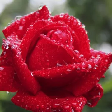 Red Rose Stock Photos