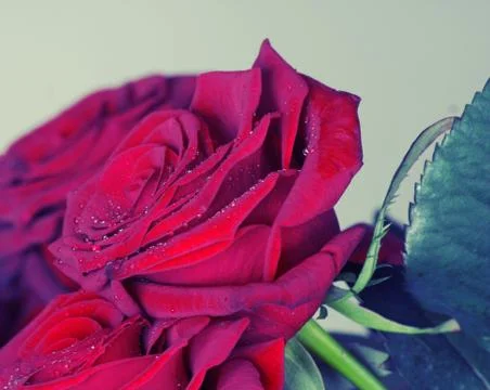 Red rose Stock Photos