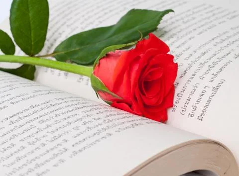 Red rose . 写真素材