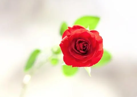Red rose Foto stock