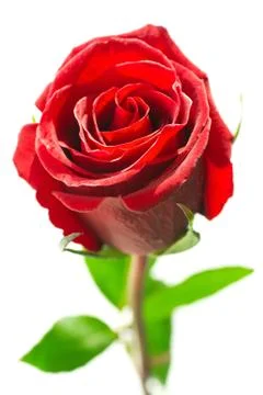 Red rose Stock-Fotos