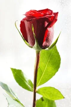 Red rose Stock Photos