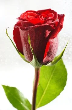 Red rose Stock Photos