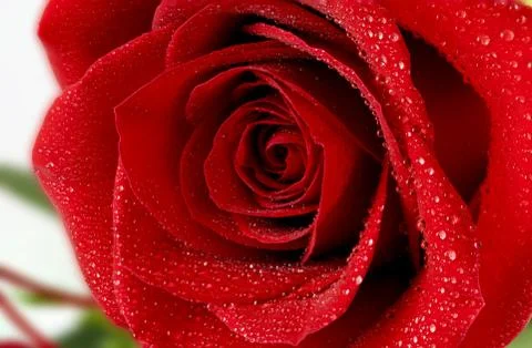 Red rose Stock Photos