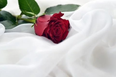 Red rose Stock Photos