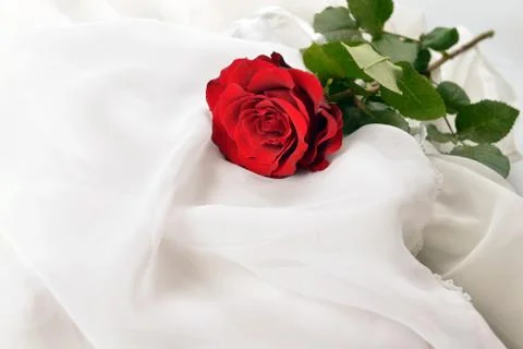 Red rose Stock Photos
