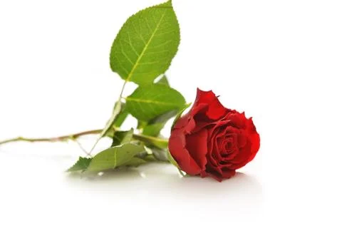 Red rose Stock Photos