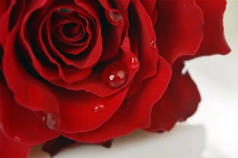 Red rose Stock Photos