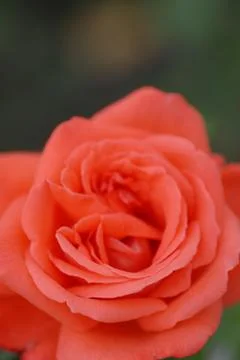 Red  rose Stock Photos