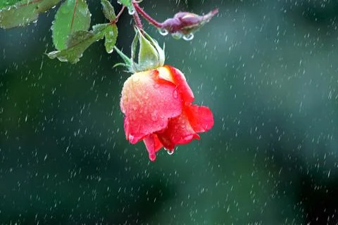Red rose Stock-Fotos