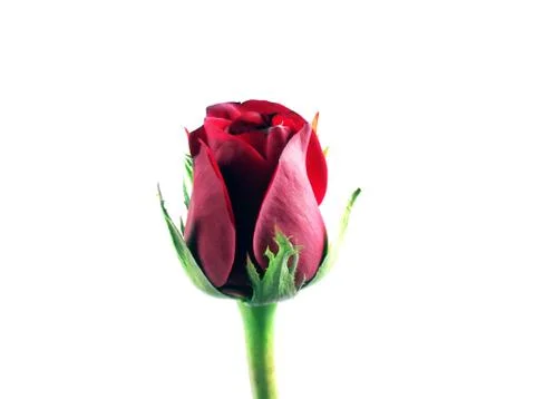 Red rose Stock Photos