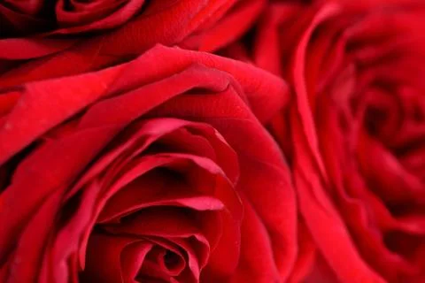 Red rose Stock Photos