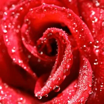 Red rose Stock Photos