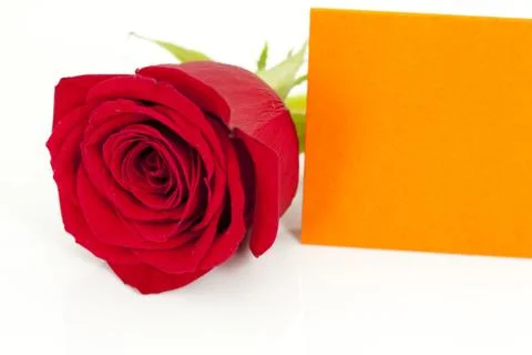 Red rose Stock Photos