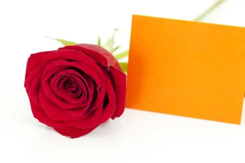 Red rose Stock-Fotos