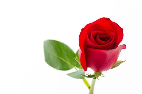 Red rose Stock Photos