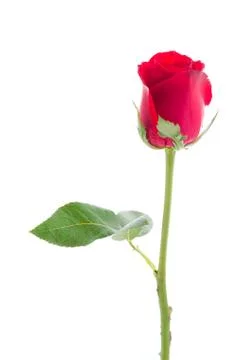 Red rose Foto stock