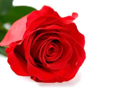 Red rose Stock Photos