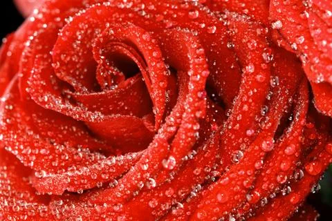 Red rose Foto stock