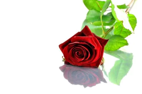 Red rose Photos