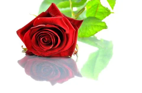 Red rose Foto stock