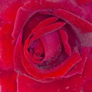 Red rose Foto stock