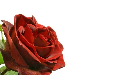 Red rose Stock Photos