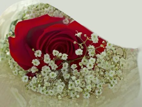 Red rose Stock Photos