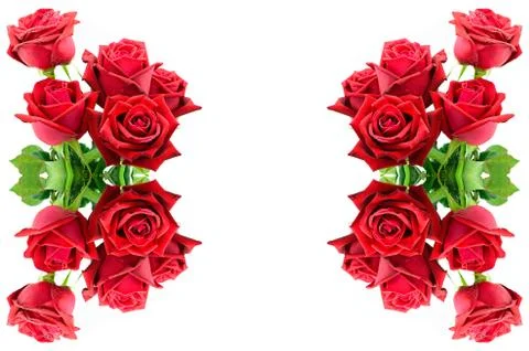 Red rose Stock Photos