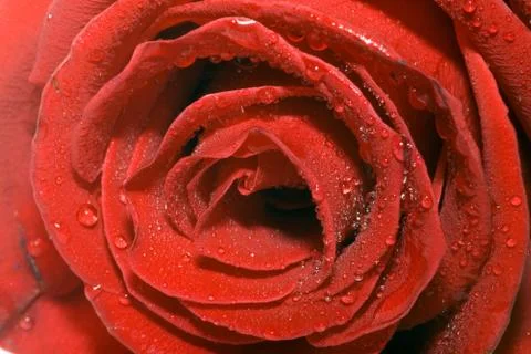 Red rose Stock Photos