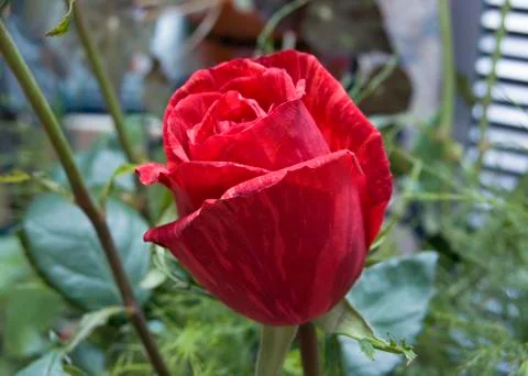 Red rose Stock Photos