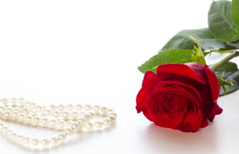 Red rose Stock Photos