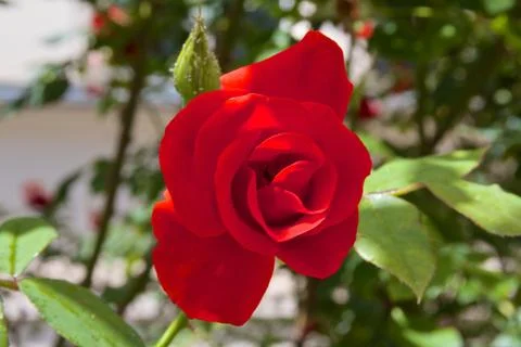 Red rose Stock Photos