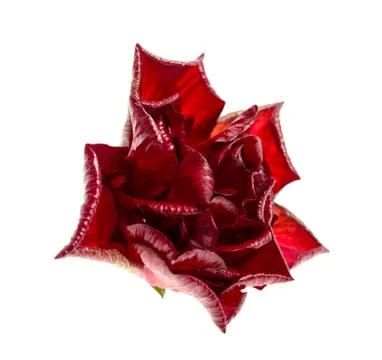 Red rose Stock Photos