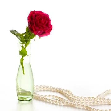 Red rose Stock Photos