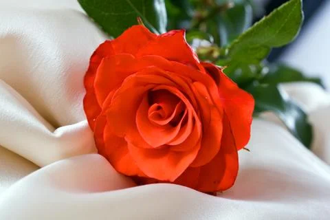 Red rose Stock Photos