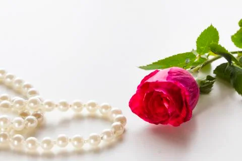 Red rose Stock Photos