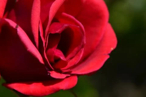 Red rose 写真素材