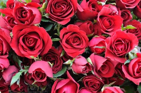 Red rose 스톡 사진