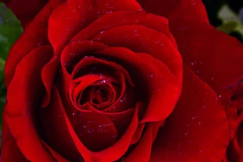 Red rose Foto stock