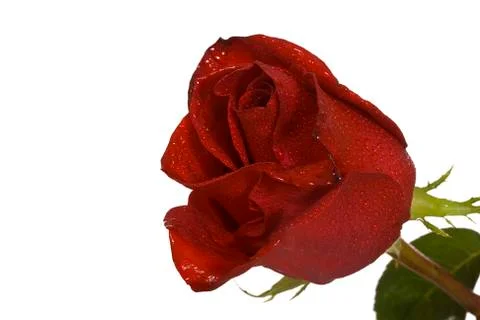 Red rose Stock Photos
